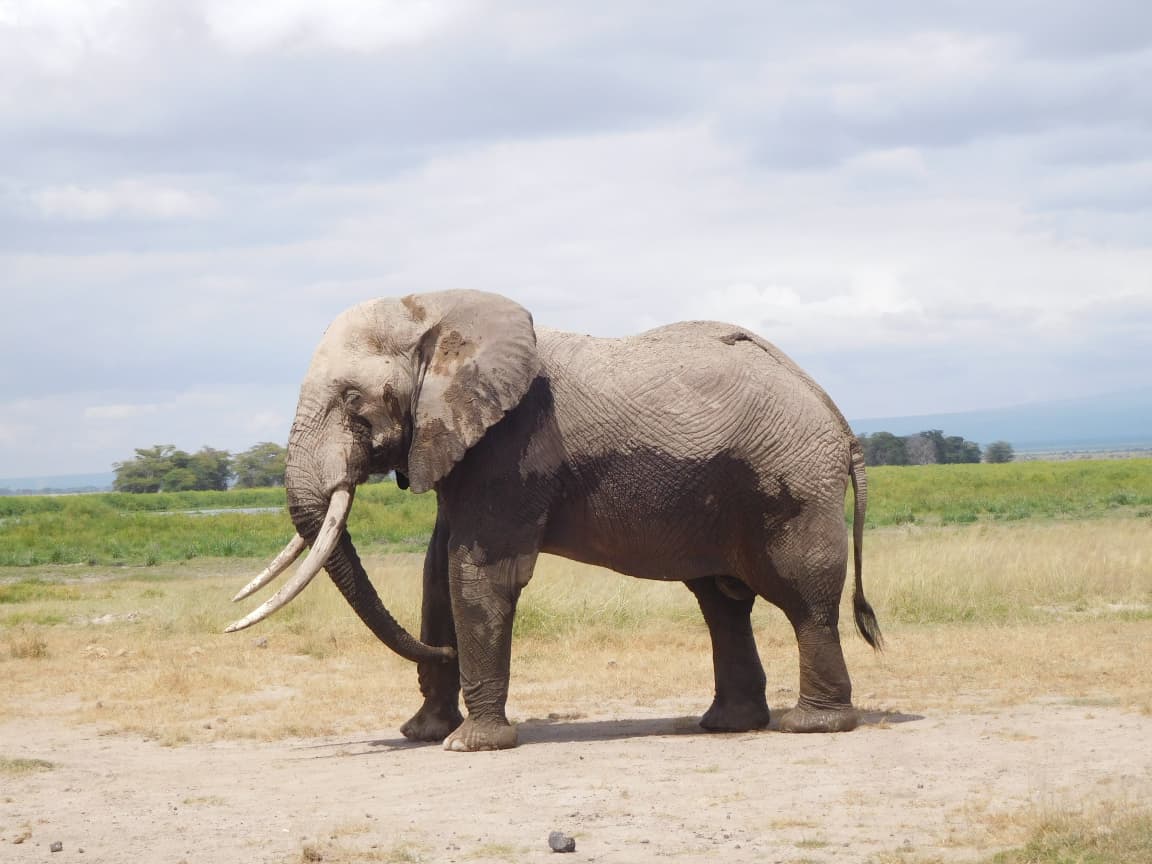 Amboseli Elephants